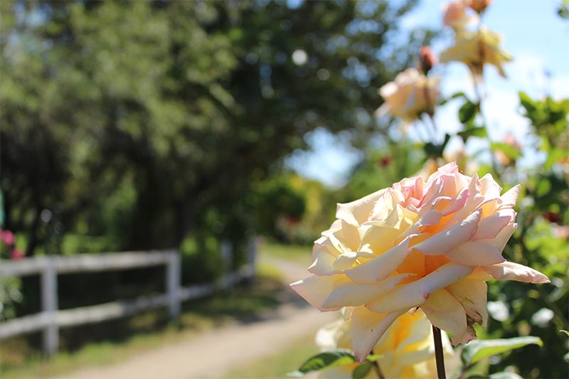 Foto 83 de Parcela Mi Querencia